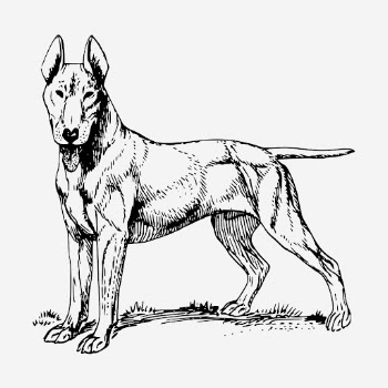 Bull Terrier dog hand drawn | Free Photo - rawpixel