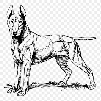 Bull Terrier dog png drawing | Free PNG - rawpixel