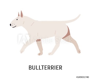 Bull Terrier or Bully