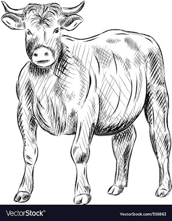 Bull vector image