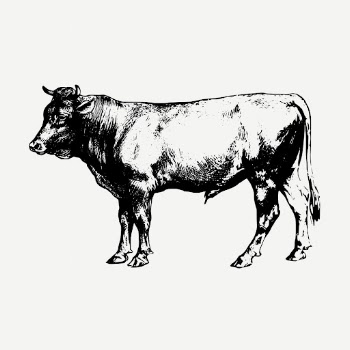 Bull, vintage farm animal clipart | Free PSD Illustration - rawpixel