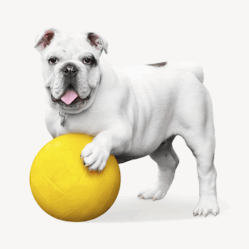 Bulldog animal collage element psd | Free PSD - rawpixel
