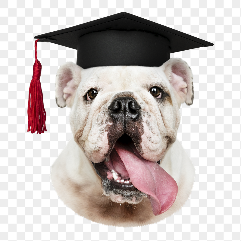 Bulldog in graduation cap png | Free PNG - rawpixel