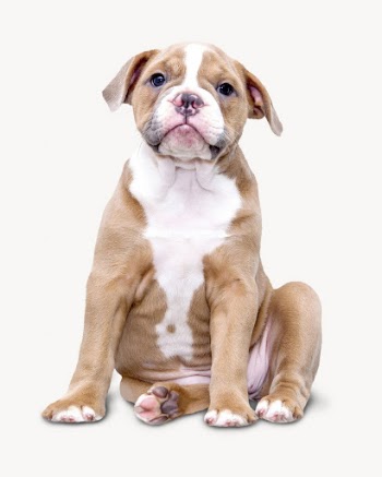 Bulldog  isolated on white, | Free Photo - rawpixel