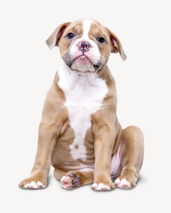 Bulldog isolated on white, real | Free PSD - rawpixel