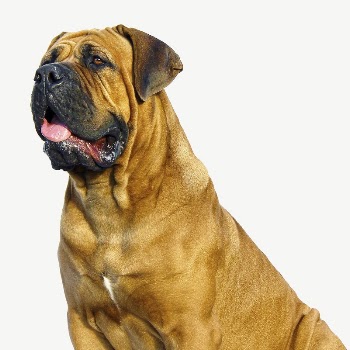 Bulldog pet collage element psd | Free PSD - rawpixel