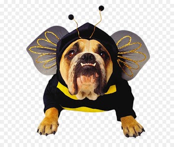 Bulldog Pet Halloween costume Halloween costume - Dog clothes 