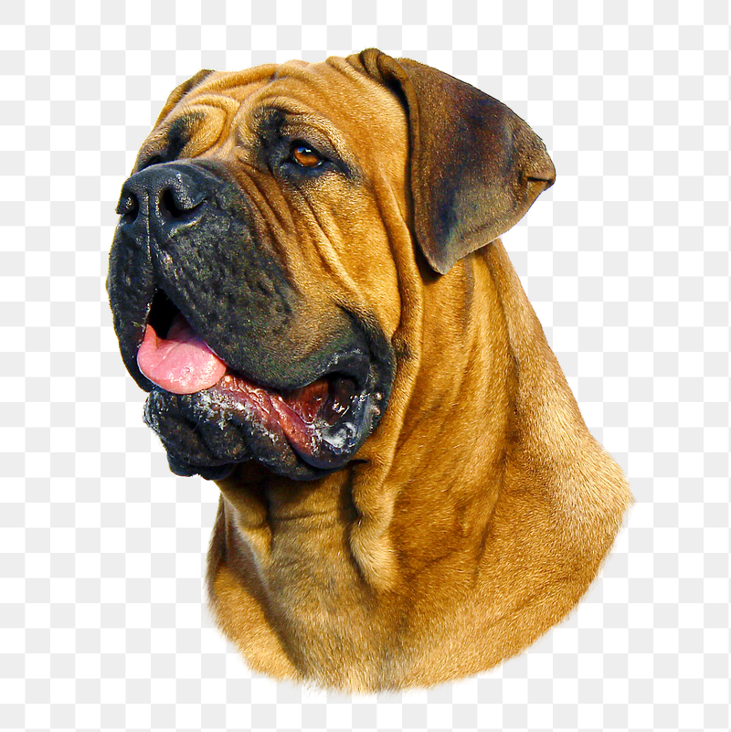 Bulldog pet png sticker, transparent | Free PNG - rawpixel