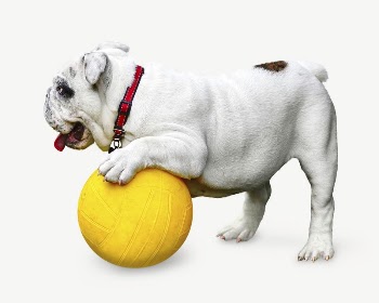 Bulldog playing  ball collage | Free PSD - rawpixel
