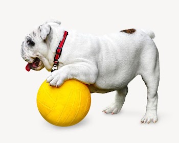 Bulldog playing  ball isolated | Free Photo - rawpixel