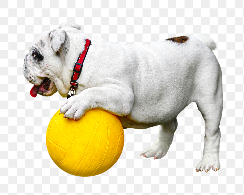 Bulldog playing  ball png | Free PNG - rawpixel
