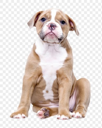 Bulldog png clipart, dog, transparent | Free PNG - rawpixel