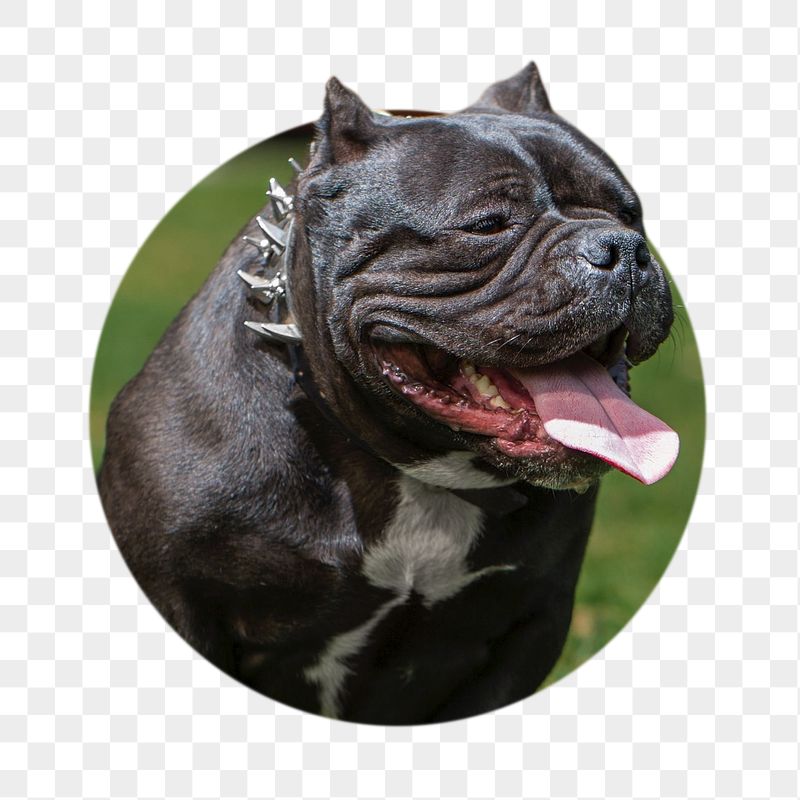 Bulldog png sticker, animal photo | Free PNG - rawpixel