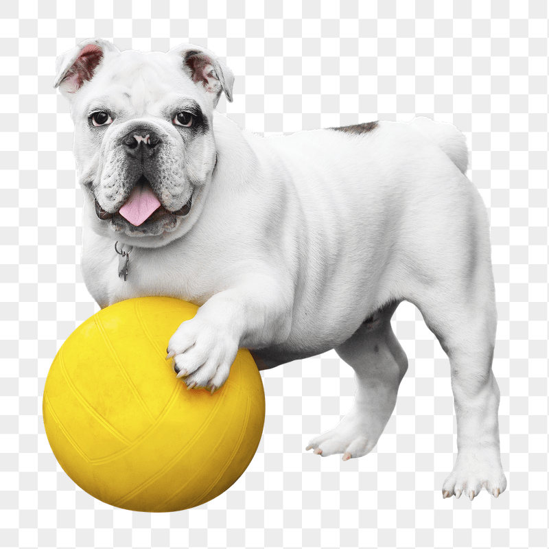 Bulldog png sticker, transparent background | Free PNG - rawpixel
