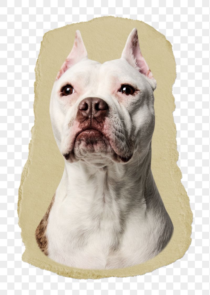 Bulldog portrait png ripped paper | Free PNG - rawpixel