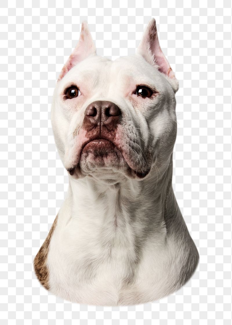 Bulldog portrait png sticker, pet | Free PNG - rawpixel