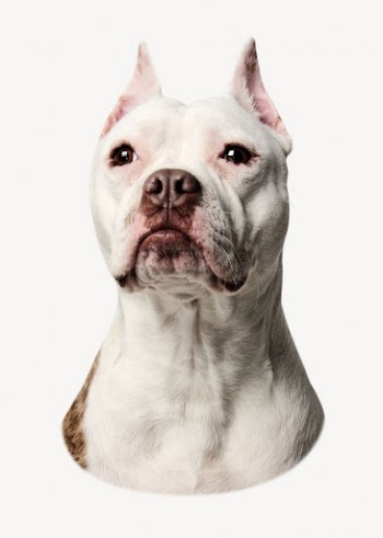 Bulldog portrait sticker, pet animal | Free PSD - rawpixel