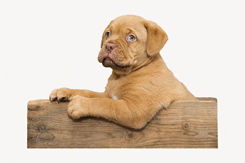 Bulldog puppy collage element, animal | Free PSD - rawpixel