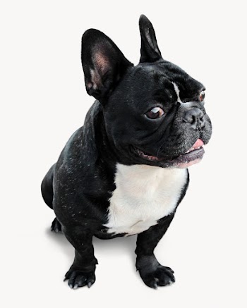 Bulldog puppy, pet animal isolated | Free Photo - rawpixel
