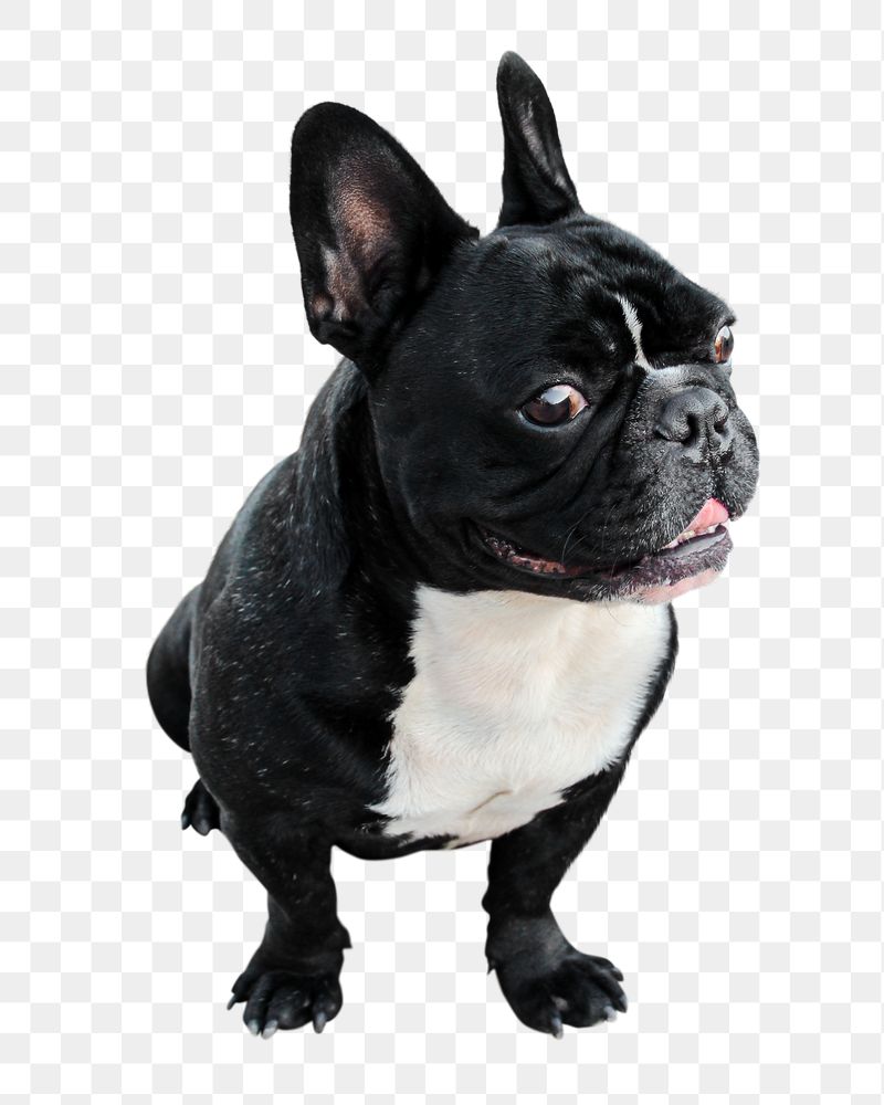 Bulldog puppy png sticker, pet | Free PNG - rawpixel