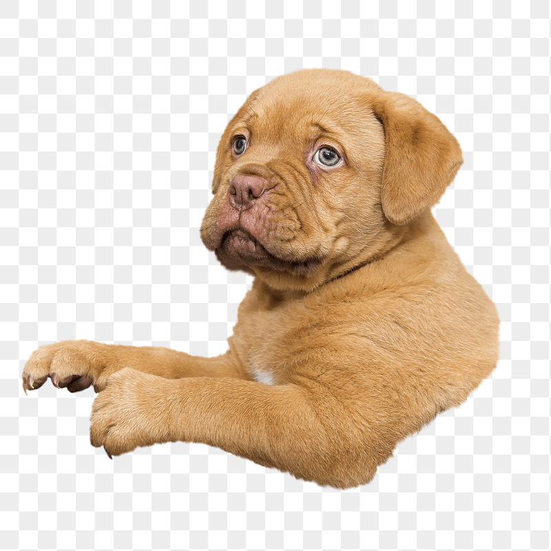 Bulldog puppy png sticker, transparent | Free PNG - rawpixel
