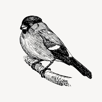 Bullfinch bird clipart, vintage animal | Free Vector - rawpixel