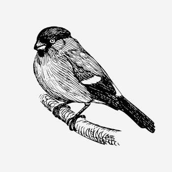 Bullfinch bird drawing, vintage animal | Free Photo - rawpixel