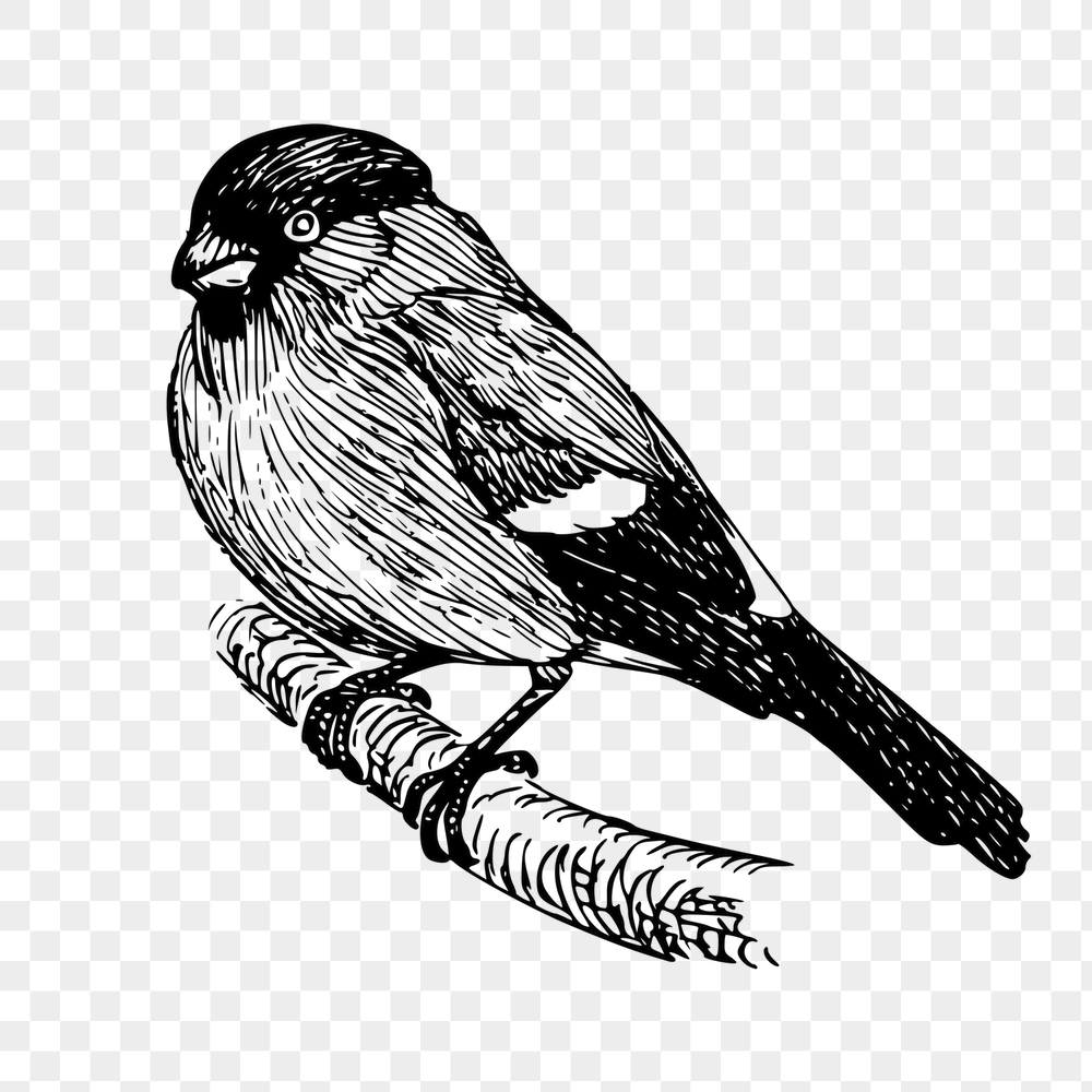 Bullfinch bird png sticker, animal | Free PNG - rawpixel