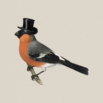 Bullfinch bird wearing top hat, | Free Photo - rawpixel