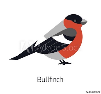Bullfinch isolated on white background