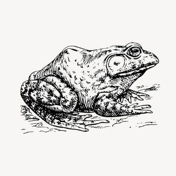 Bullfrog clipart, vintage animal illustration | Free Vector - rawpixel