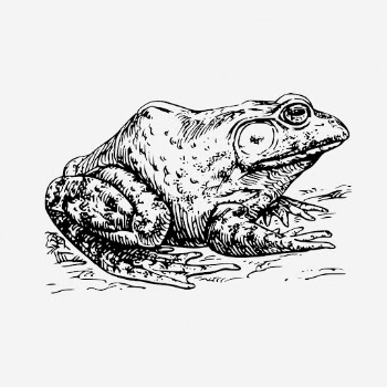 Bullfrog drawing, vintage animal illustration. | Free Photo - rawpixel