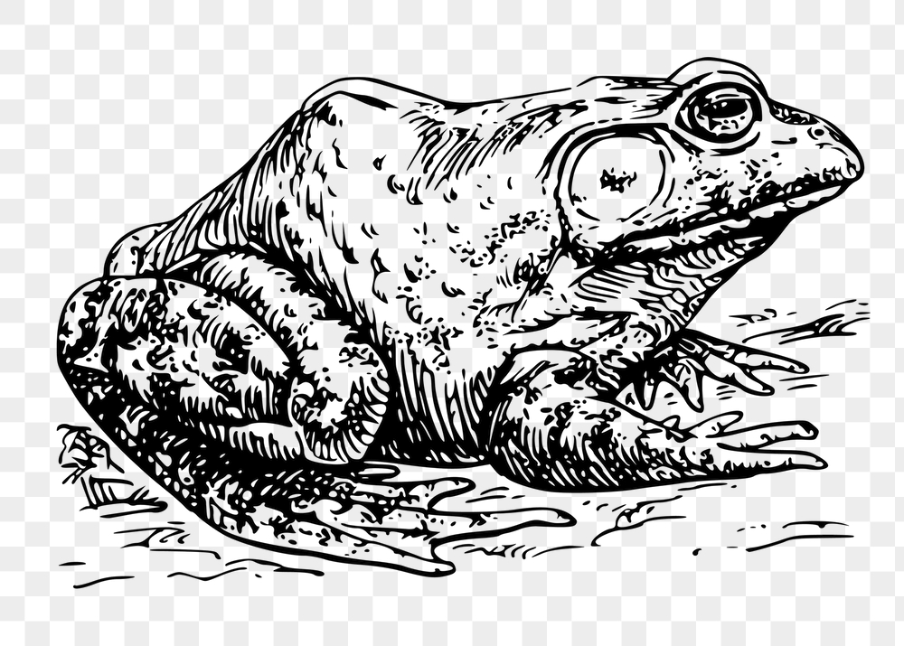Bullfrog png sticker, animal vintage | Free PNG - rawpixel