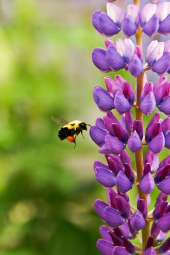 Bumble Bee Free Photo 