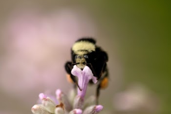 Bumble bee on flower, macro with lots of bokeh. Donate at paypal.me/benmater