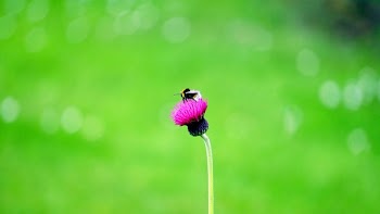 Bumble Bee on Pink Cluster Flower