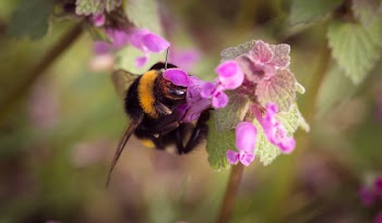 Bumble Bee on Pink Floower