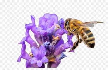 Bumblebee