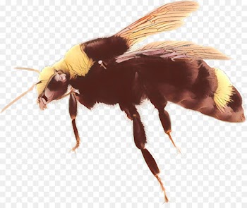 Bumblebee