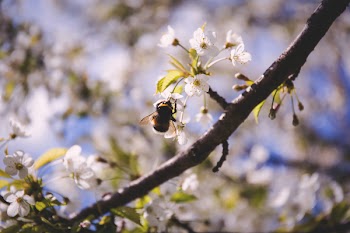 Bumblebee