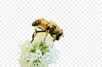 Bumblebee