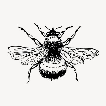 Bumblebee clipart, vintage insect illustration | Free Vector - rawpixel