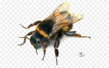 Bumblebee Drawing Image Clip art - bee 