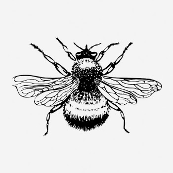Bumblebee drawing, vintage insect illustration. | Free Photo - rawpixel