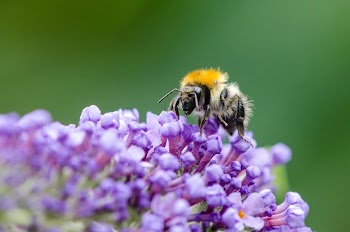 Bumblebee | Free Photo - rawpixel
