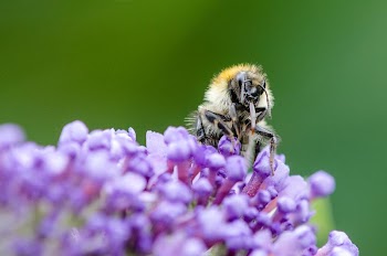 Bumblebee | Free Photo - rawpixel