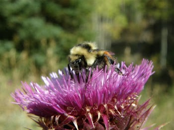 Bumblebee | Free Photo - rawpixel