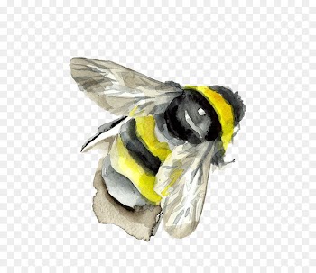 Bumblebee Insect Watercolor painting - Watercolor bee 