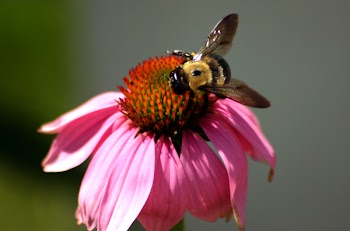 bumblebee.jpg