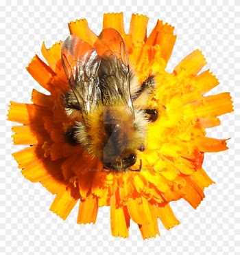 Bumblebee On Orange Flower Png By Bunny With Camera - Bumblebee